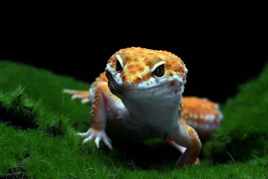 Axolotl
