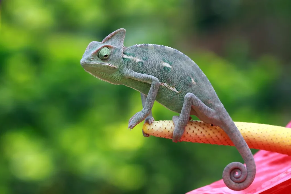Chameleon