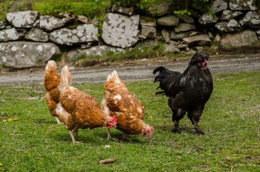 Chickens