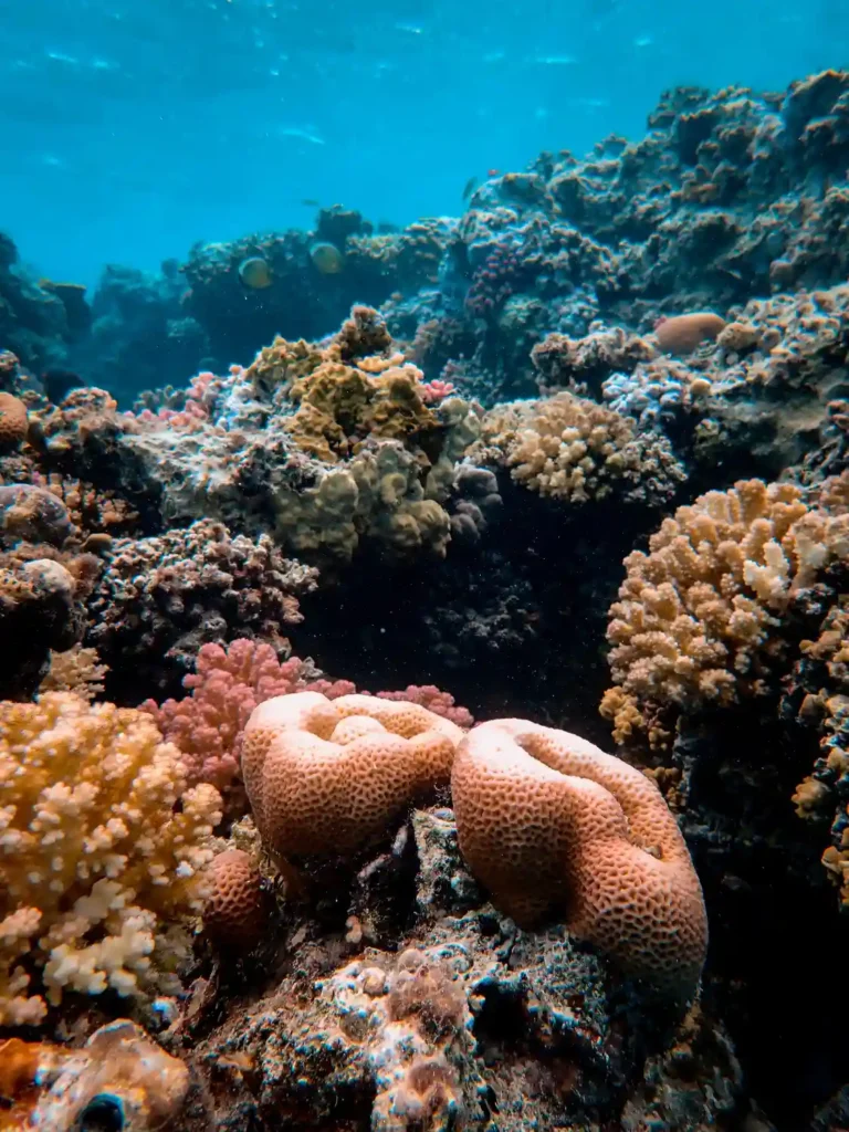 Coral Reefs