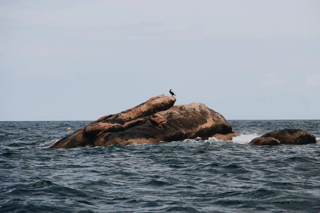 Exploring the Ocean's Inhabitants