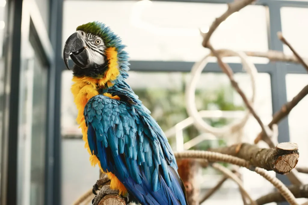 Parrot