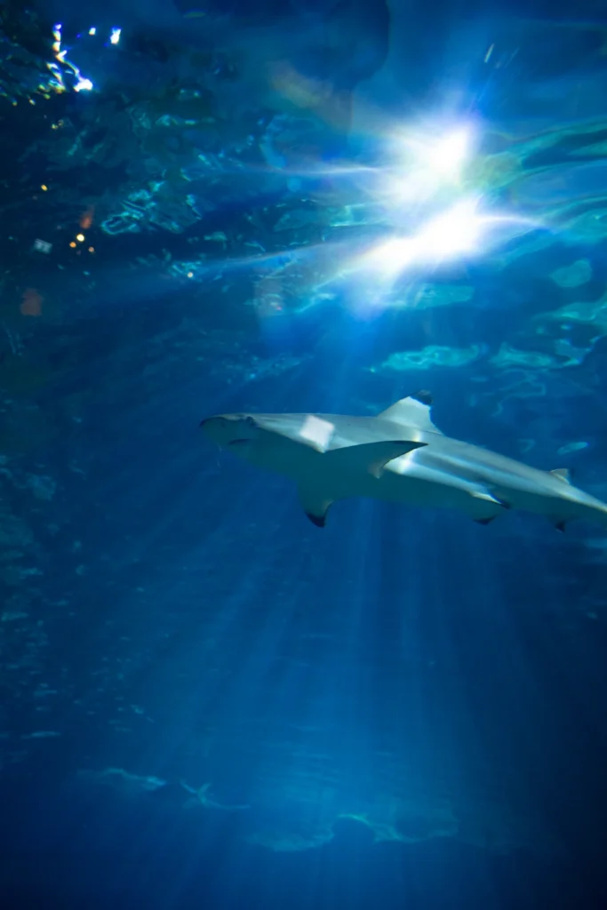 Sharks