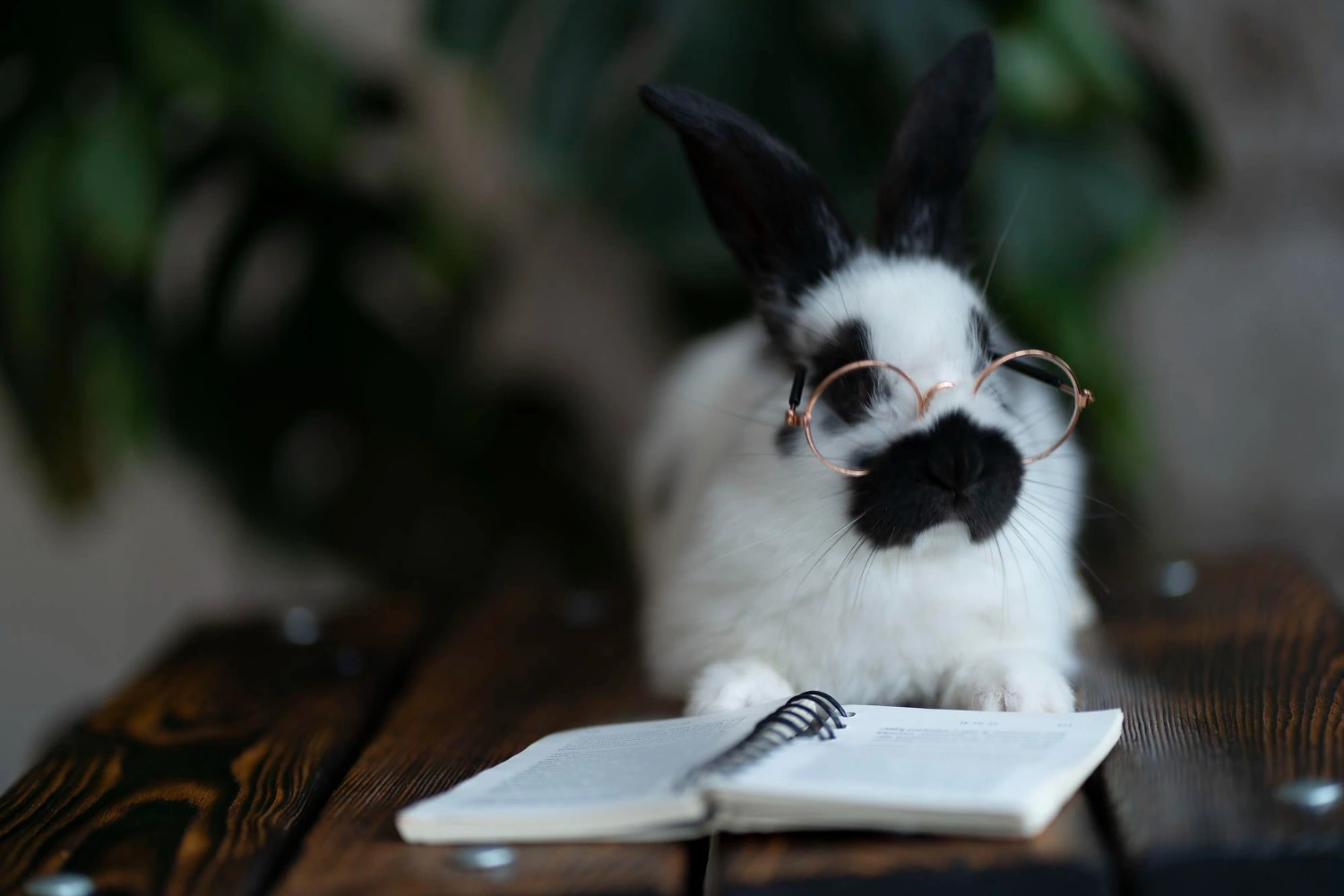 Smartest Animals