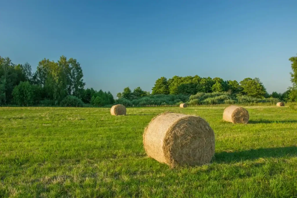 The Heartbeat of the Countryside