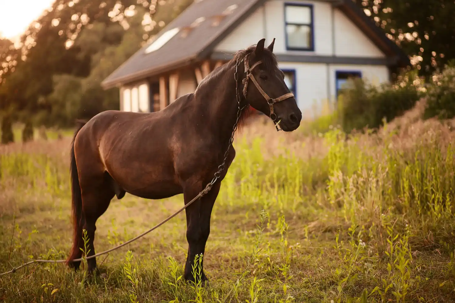 Understanding the Thoroughbred Spirit
