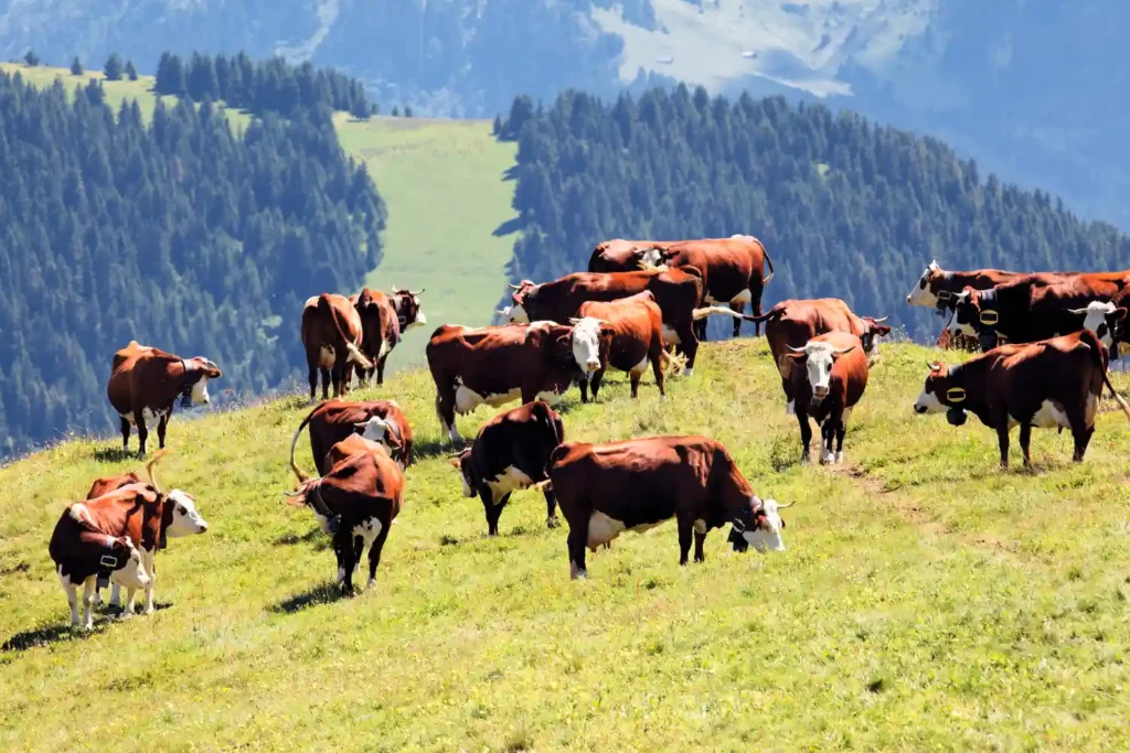 cows