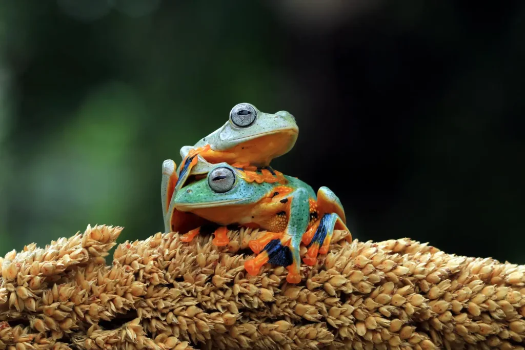frogs