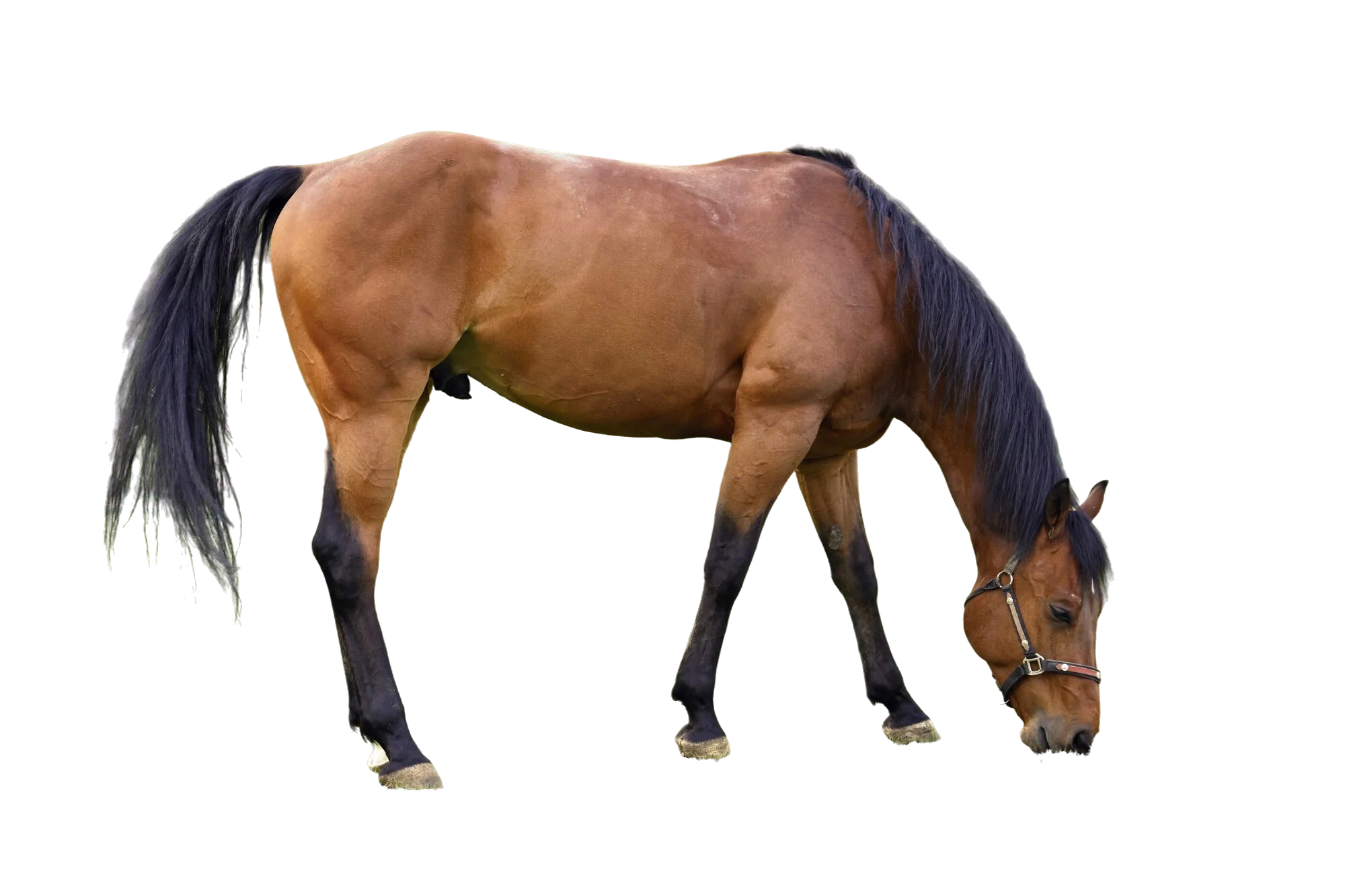 Thoroughbred Adoption
