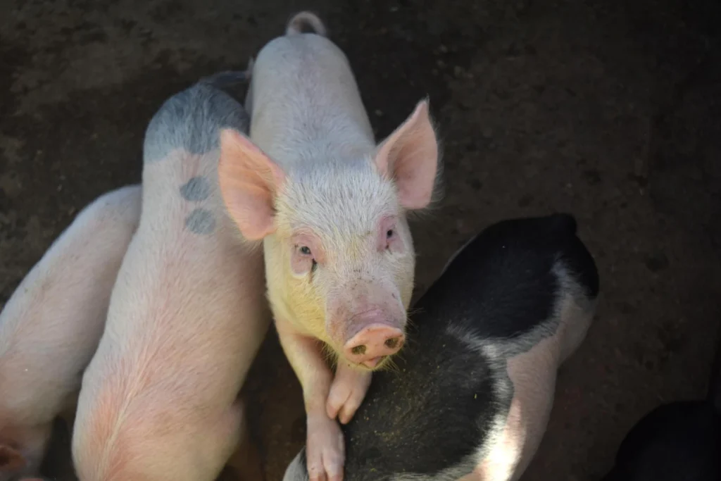 pigs